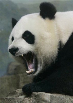 is this panda dangerous.jpg
